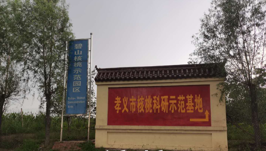 孝義農(nóng)產(chǎn)品大市場(chǎng)丨力爭(zhēng)讓孝義核桃插上翅膀，飛向全國(guó)！