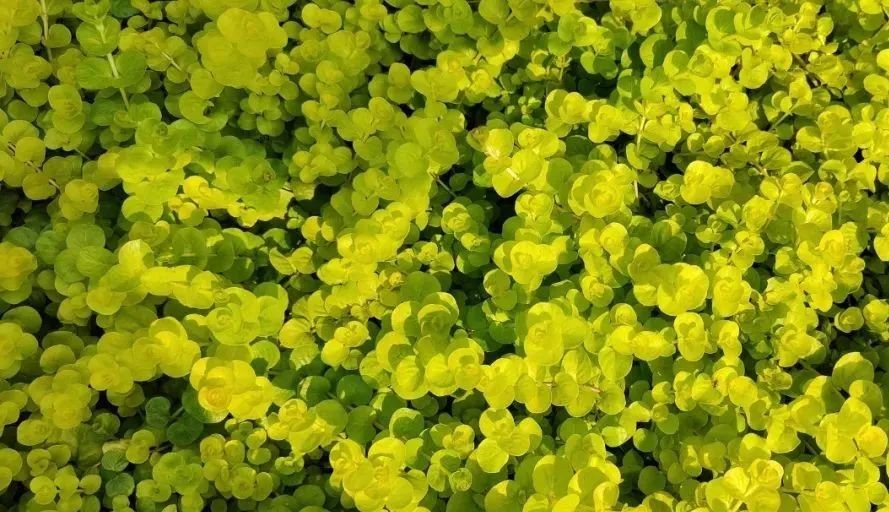未來5年，農(nóng)業(yè)產(chǎn)業(yè)8大投資重點在哪里？